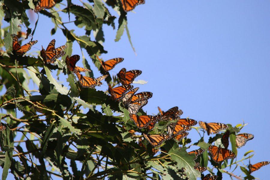 Go See the Monarchs 