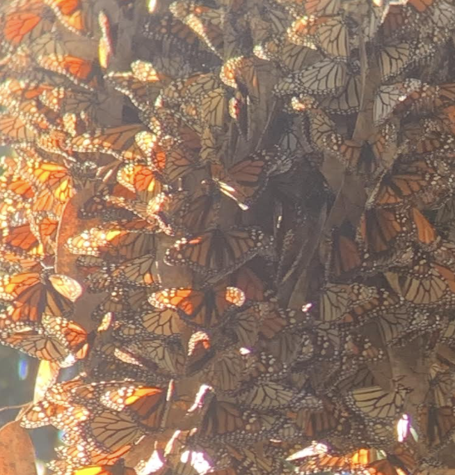 Butterflies in the Ellwood Perserve in Goleta.