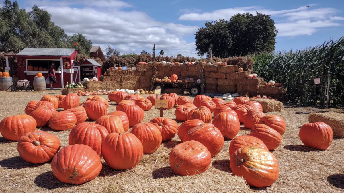 Lane Farms Pumpkin Patch has a variety of different 
pumpkins to pick out, purchase, and take home!

