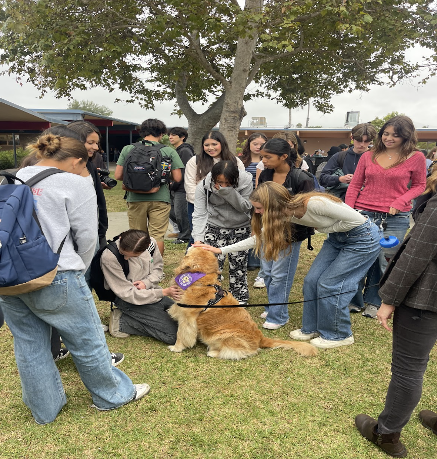 Stressed out students visit the therapy dogs to reduce anxiety.