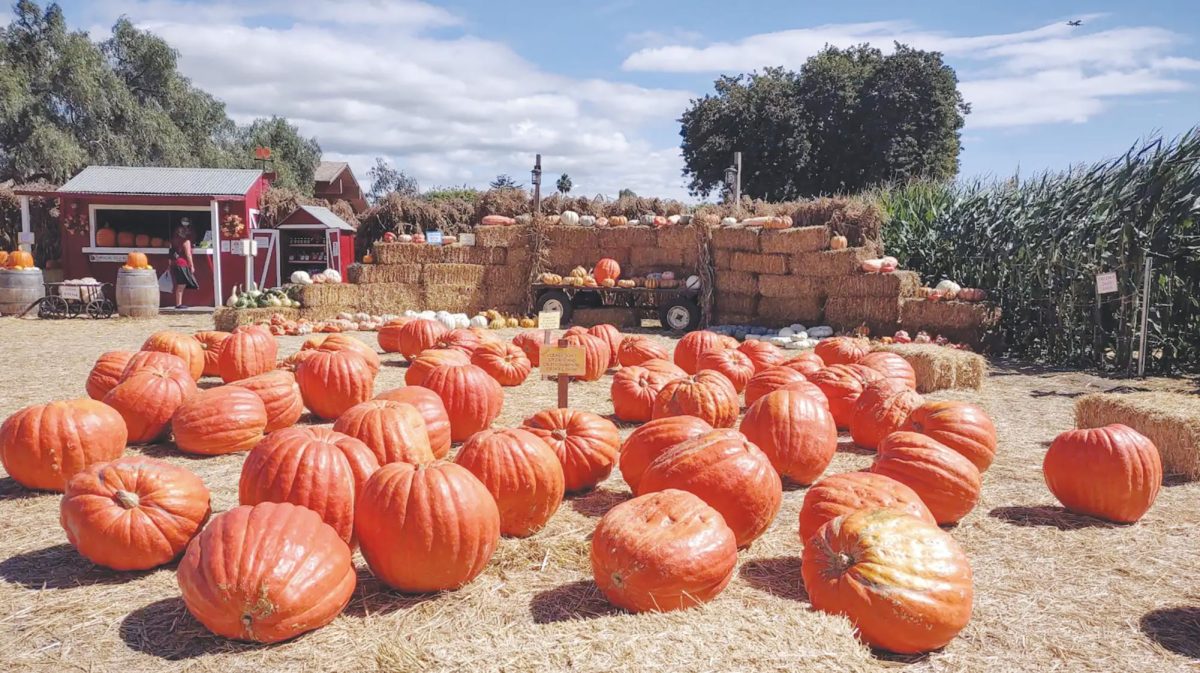 Celebrating 50 Years of Lane Farms